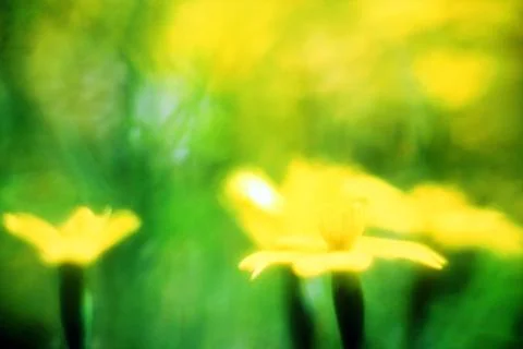 FIELDS WILD FLOWERS Stock Photos