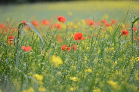 Fields of Wild Poppies Stock Photos