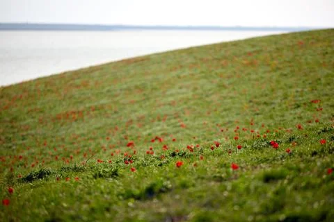 Fields of wild steppe tulips on a cloudy morning. Red wild tulips (Tulip Schr Stock Photos