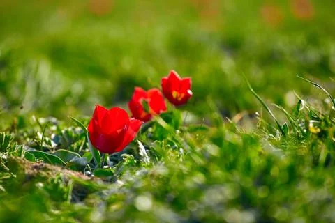 Fields of wild steppe tulips on a cloudy morning. Red wild tulips (Tulip Schr Stock Photos