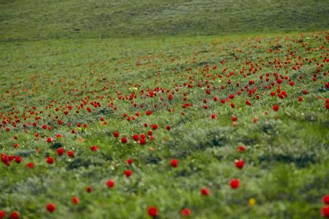Fields of wild steppe tulips on a cloudy morning. Red wild tulips (Tulip Schr Stock Photos