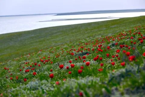 Fields of wild steppe tulips on a cloudy morning. Red wild tulips (Tulip Schr Stock Photos
