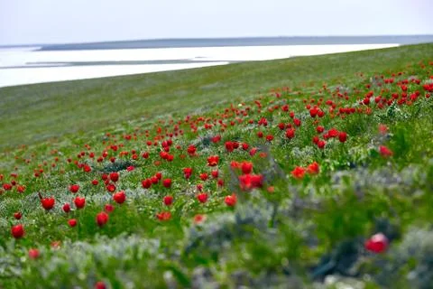 Fields of wild steppe tulips on a cloudy morning. Red wild tulips (Tulip Schr Foto stock
