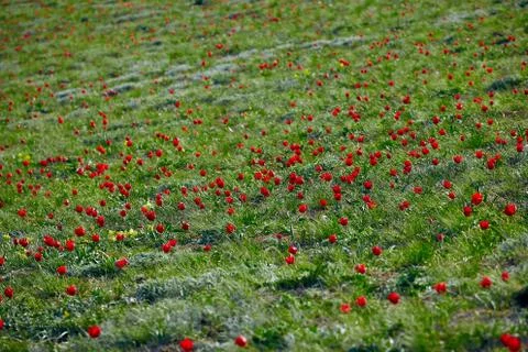 Fields of wild steppe tulips on a cloudy morning. Red wild tulips (Tulip Schr Stock Photos