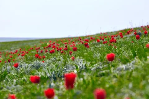 Fields of wild steppe tulips on a cloudy morning. Red wild tulips (Tulip Schr Stock Photos