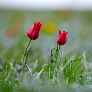 Fields of wild steppe tulips on a cloudy morning. Red wild tulips (Tulip Schr Foto stock