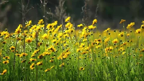 Fields of Wild Yellow Flowers Blown by the Wind Stock-Footage 281753081