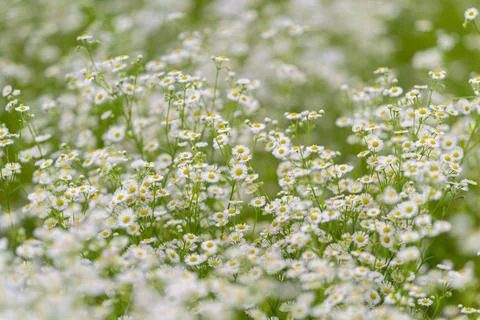 Fields of wildflowers bloom under the warm sun, creating a sea of white and.. Stock Photos