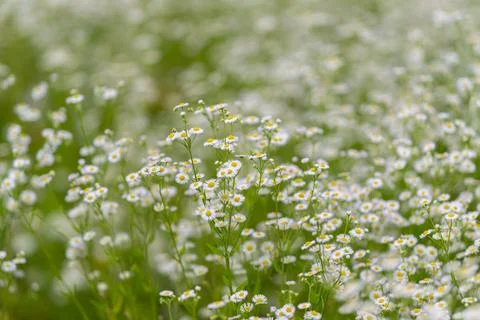 Fields of wildflowers dancing under the sun, creating a soft and serene atm.. Stock Photos