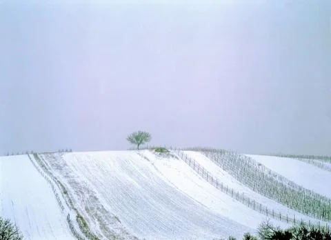 Fields in the Winter Stock-Fotos