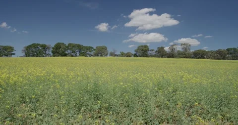Fields of Yellow Canola, Camera Slider Stock Footage 317920249