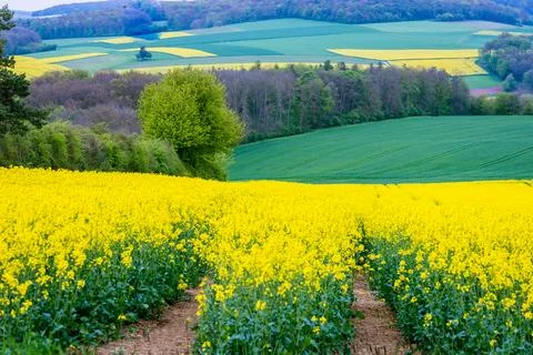 Fields of yellow colza Stock Photos