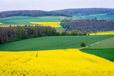 Fields of yellow colza Stock Photos
