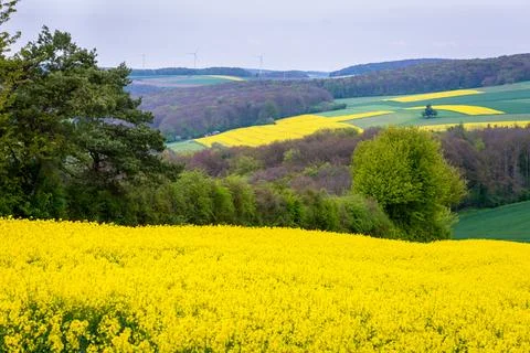 Fields of yellow colza Stock Photos
