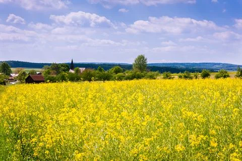 Fields of yellow colza Stock Photos