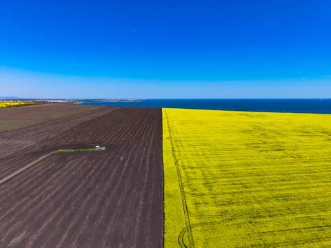 Fields of yellow flowers and dark brown soil are divided by a line, with the  Stock Photos