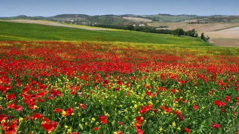 Fields of yellow flowers and red poppies. Tuscany, Italy Stock Footage 195039803