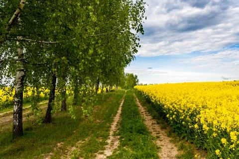 Fields of yellow rapeseed and green birch trees Stock Photos