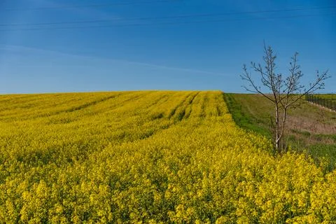 Fields of yellow rapeseed in early spring under a blue sky Stock Photos