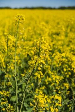 Fields of yellow rapeseed in early spring under a blue sky Stock Photos