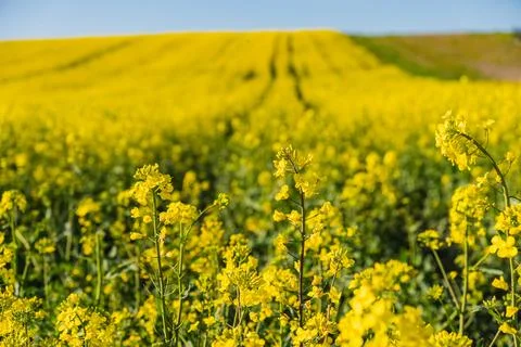 Fields of yellow rapeseed in early spring under a blue sky Foto stock