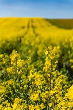 Fields of yellow rapeseed in early spring under a blue sky Stock Photos