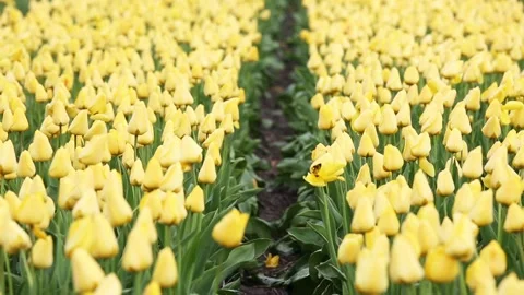 Fields of yellow tulips 库存影片 90105014