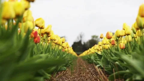 Fields of yellow tulips Stock Footage 90105086