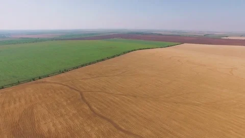 Fields of yellow wheat, sunflowers and lavender, aerial video Stock Footage 77522756