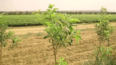 Fields of the young grape vineyard Stock Footage 169136269
