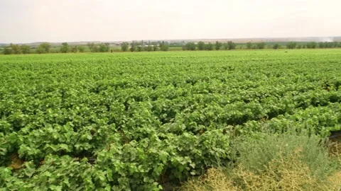 Fields of the young grape vineyard Stock Footage 169136305