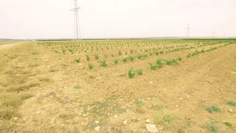 Fields of the young grape vineyard Stock Footage 169136477