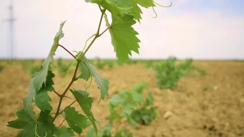 Fields of the young grape vineyard Stock Footage 169136529