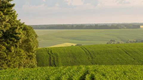 Fields with young shoots of corn, landscape Stock Photos