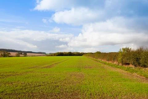 Fields of young wheat in autumn Stock Photos