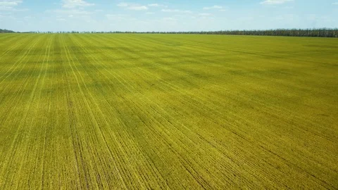 Fields of young wheat bread grows 4K aerial video. 스톡 동영상 129437328