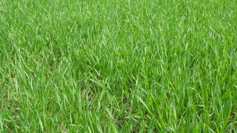 Fields of young wheat 库存影片 332585650