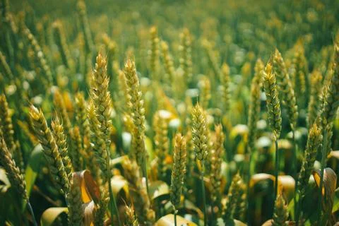 Fields of young wheat ripening 스톡 사진