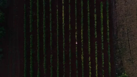 Fields3 Stock Footage 136502856