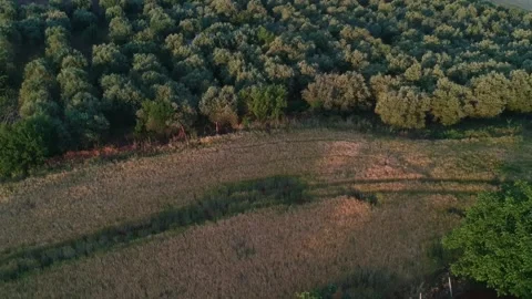 Fields6 Stock Footage 136502785