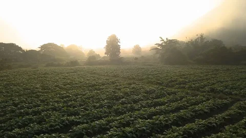 Fieldsdrone shot fly to see and houses at Chiang Mai, Thailand Stock Footage 100874388