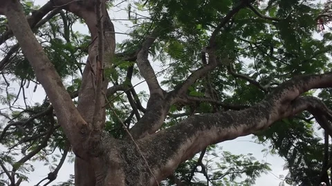 Fieldside Tree: Nature’s Quiet Sentinel Stock Footage 327574040