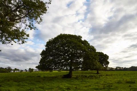 Field,tree and cloudy sky Stock Photos