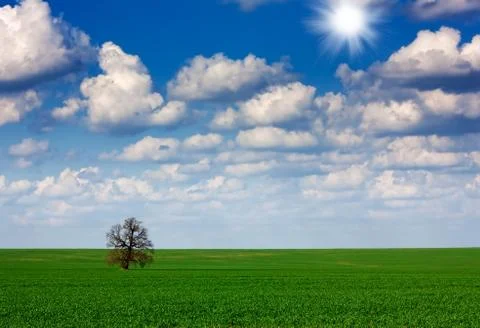Field,tree and sky Stock Photos