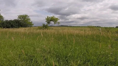 Field,Trees, and Sky Video stock 82870658