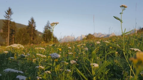 Fielf in summer Stock Footage 122247749