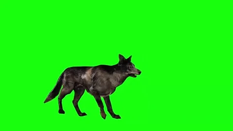 "Fierce Attack Dog Animation: Biting and Aggressive Moves - 4K Green Screen Acti Stock Footage 282544863