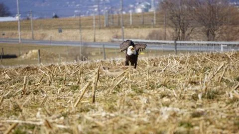Fierce Bald Eagle spreads wings and opens beak beside prey Stockfoto's