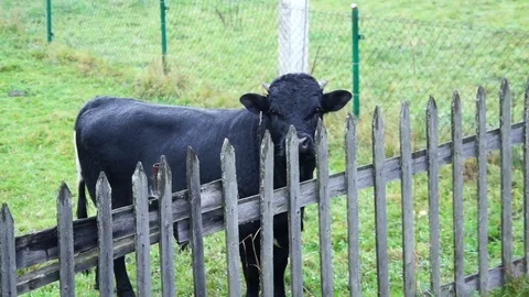 Fierce the Black bull. Video stock 75573481