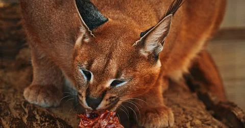 Fierce Caracal Stealing Focus While Enjoying Tasty Treat in Natural Setting Stock Photos